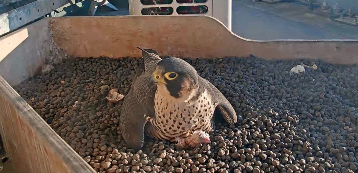 Milano, sul Pirellone nati i falchi pellegrini figli di Giò e Giulia | VIDEO
