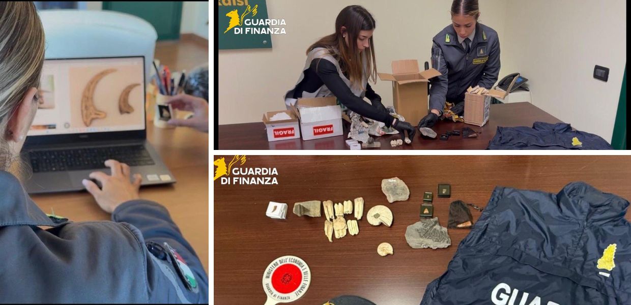 palermo sequestro reperti fossili