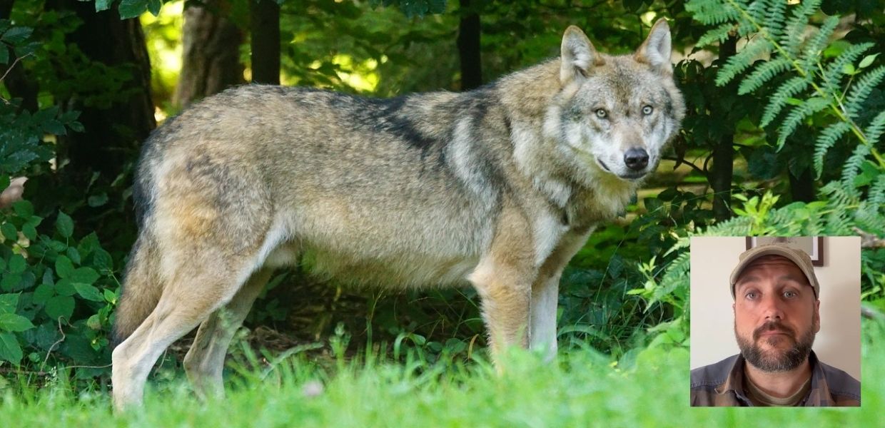 Dieci lupi morti nel Parco d'Abruzzo: ipotesi avvelenamento