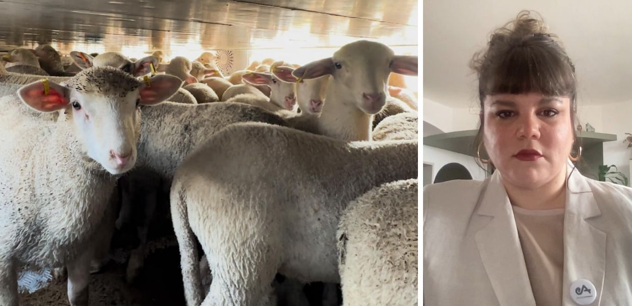 Pasqua, il viaggio degli agnelli verso i macelli italiani