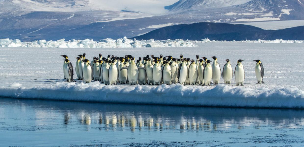 Animali, il pinguino imperatore è a rischio di estinzione