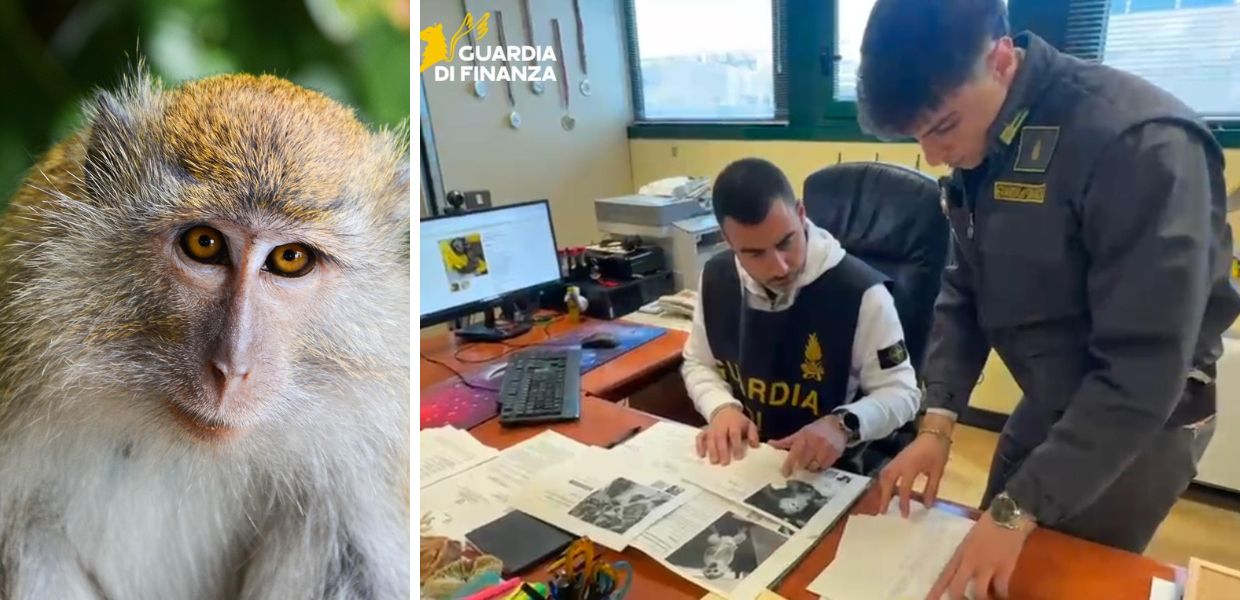 Animali esotici venduti sul web: Guardia di Finanza sventa l'ennesima truffa