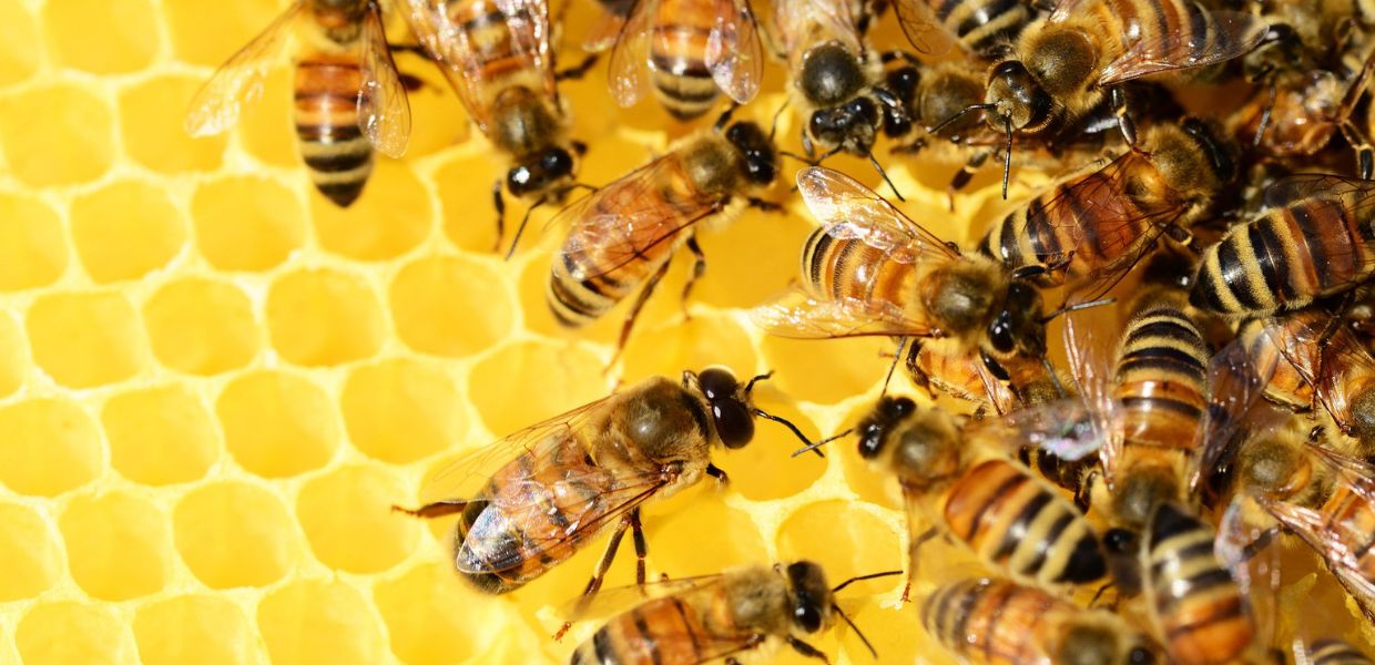 Giornata mondiale delle api: ecco come proteggere gli insetti impollinatori