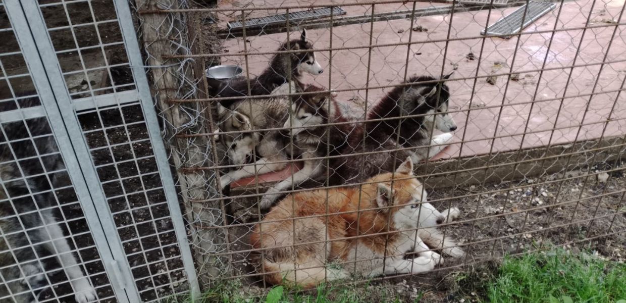 Ponzano Romano, sequestrati oltre 200 Siberian Husky