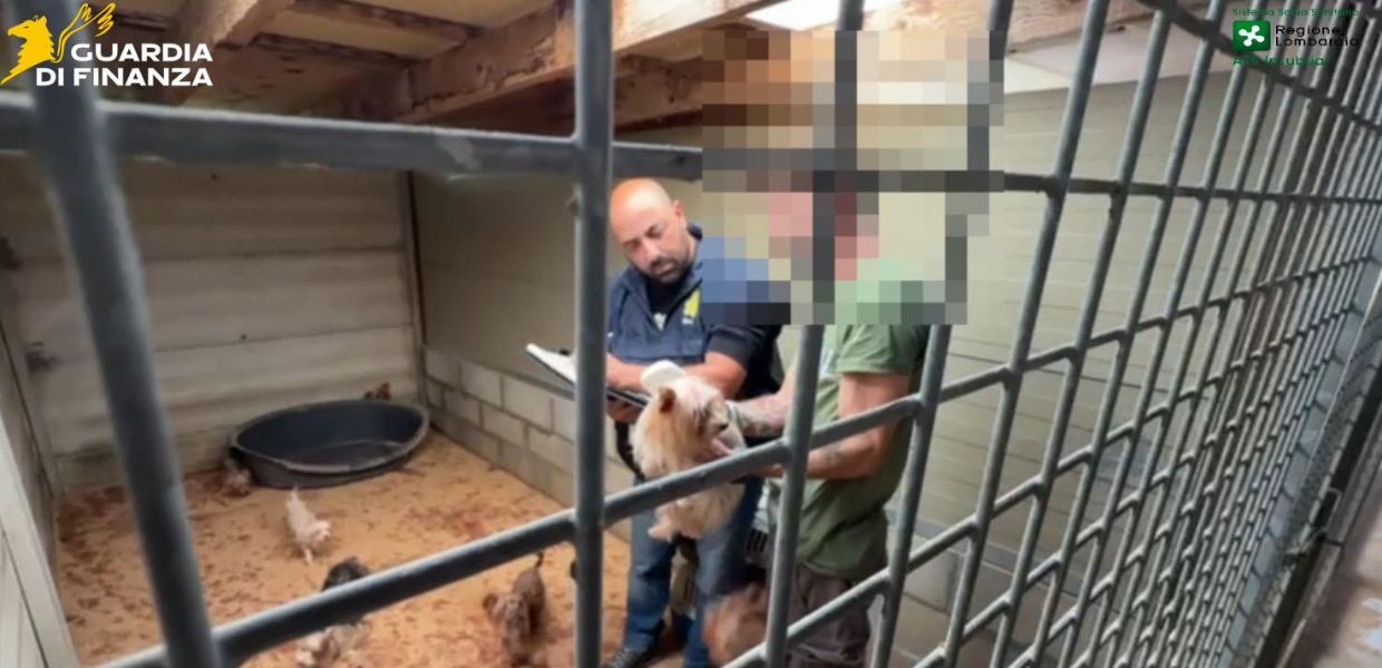 Varese, scoperto allevamento abusivo di cani: denunciate due donne