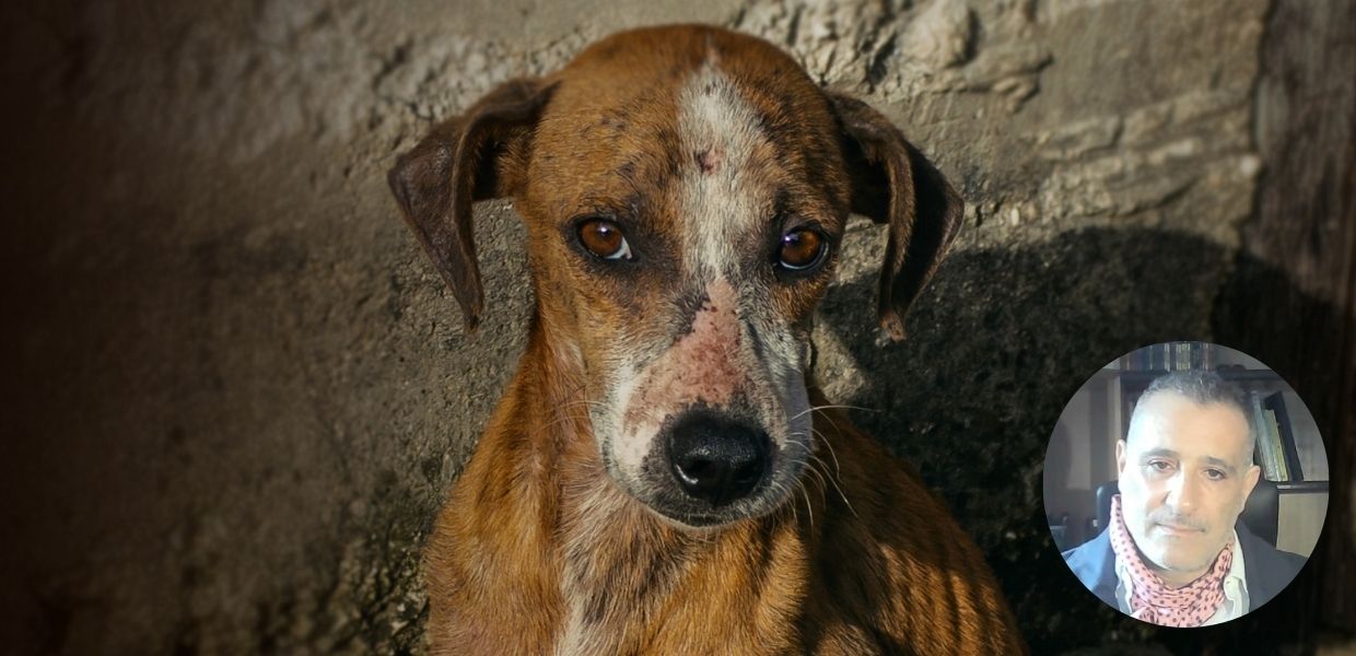 La violenza sugli animali è in aumento? L'intervista allo psichiatra