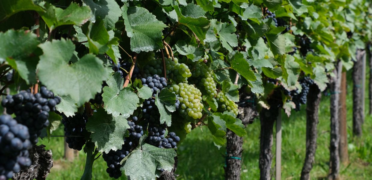 PFAS, rilevati nel vino prodotto in alcune zone del Veneto