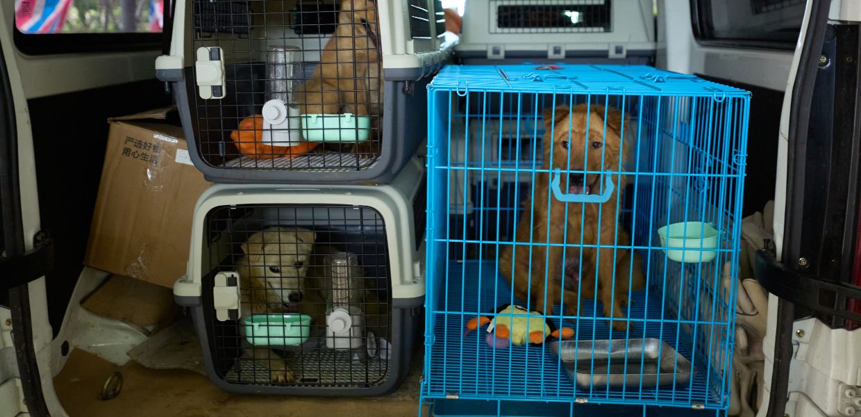 Festival di Yulin, nuovo appello degli animalisti: "No all'uccisione dei cani"