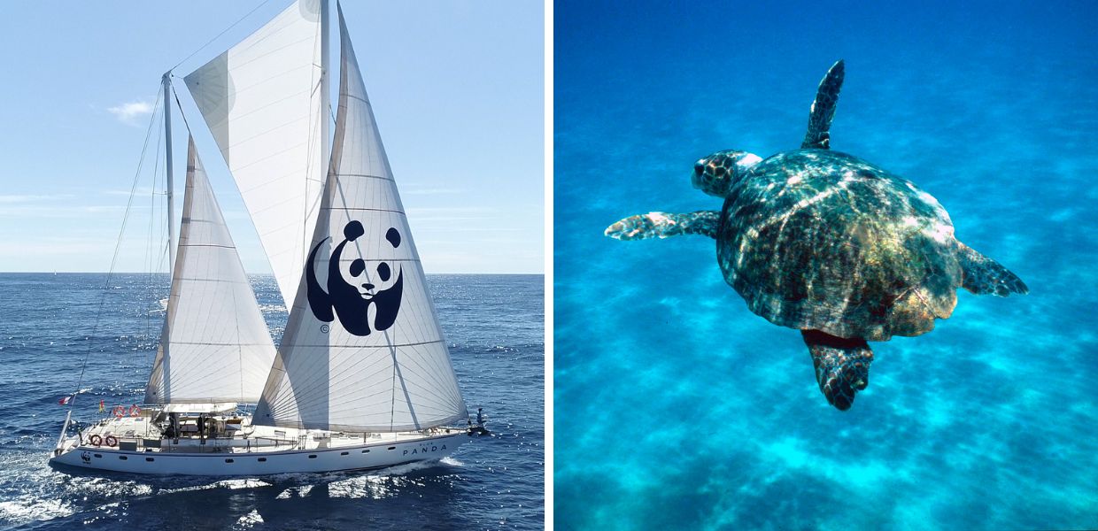 Giornata mondiale degli oceani: ecco perché tutelare i polmoni blu del Pianeta