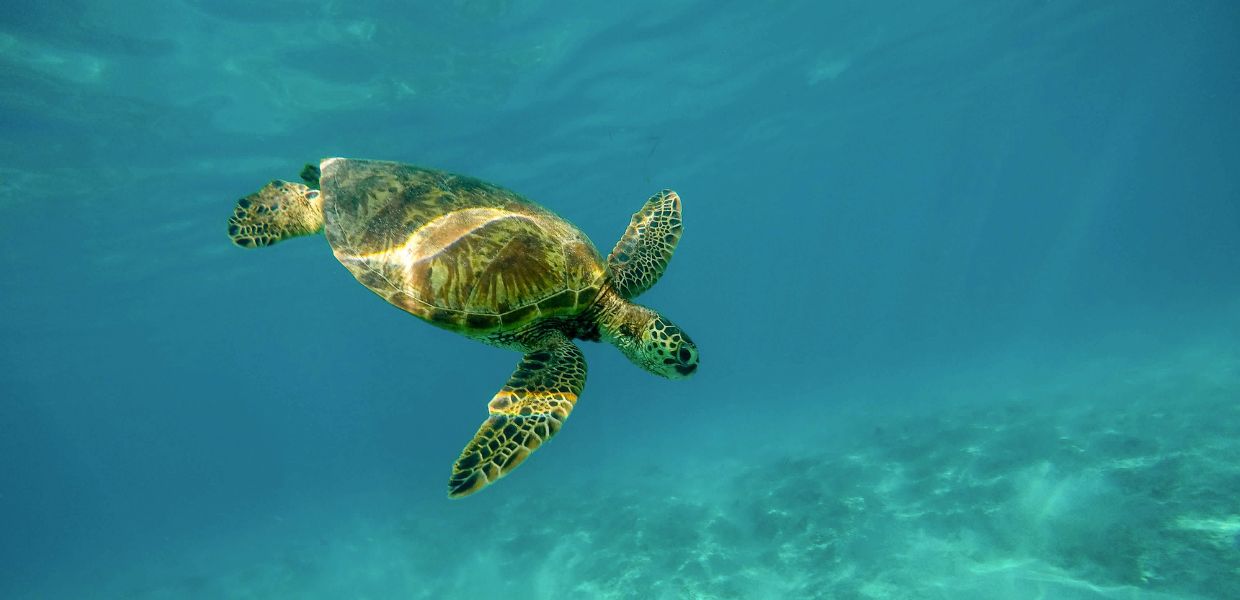 Giornata mondiale delle tartarughe marine: perché le sentinelle del mare sono a rischio?