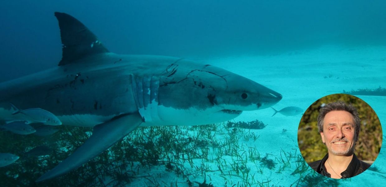 Squali, ecco perché sono importanti per mari e oceani