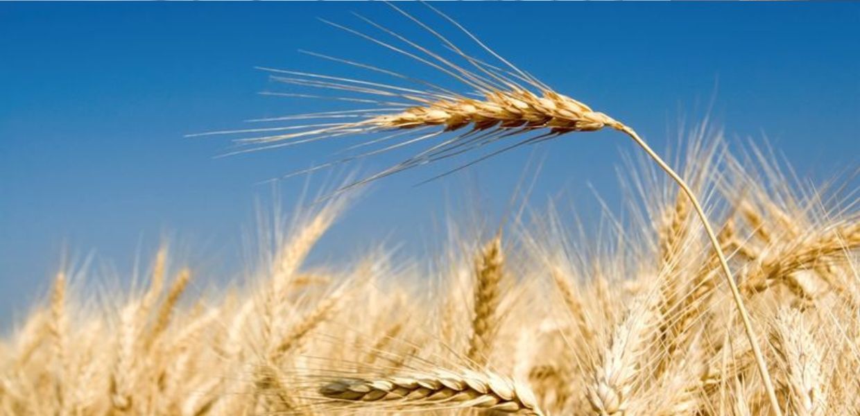 Agricoltura, preoccupa la campagna del grano duro 2026