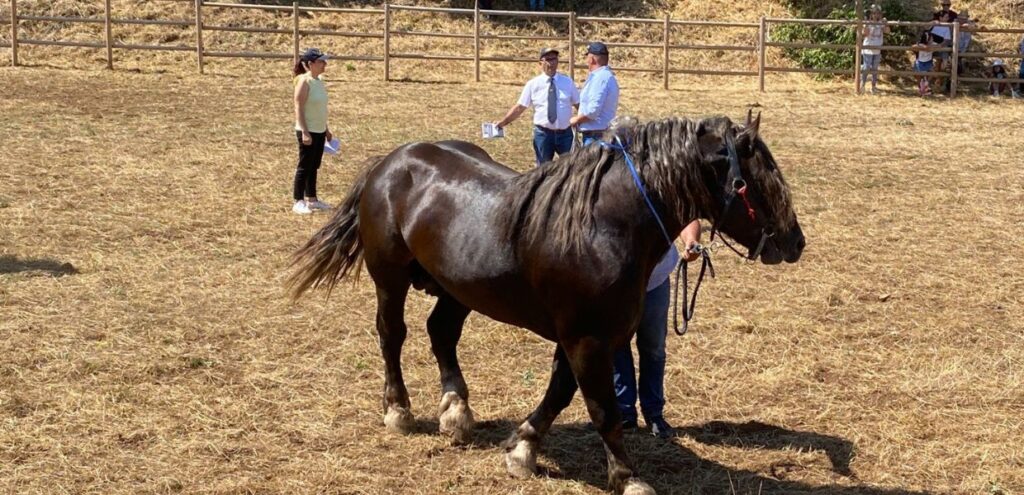 Monteleone di Spoleto (Pg), tradizione e Km 0 con la ‘Fiera di San Felice’ 3 Monteleone di Spoleto (Pg), tradizione e Km 0 con la ‘Fiera di San Felice’, foto cavallo