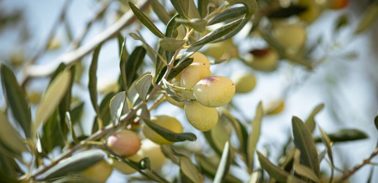 Xylella fastidiosa, il convegno di Confagricoltura per fare il punto sulla ricerca