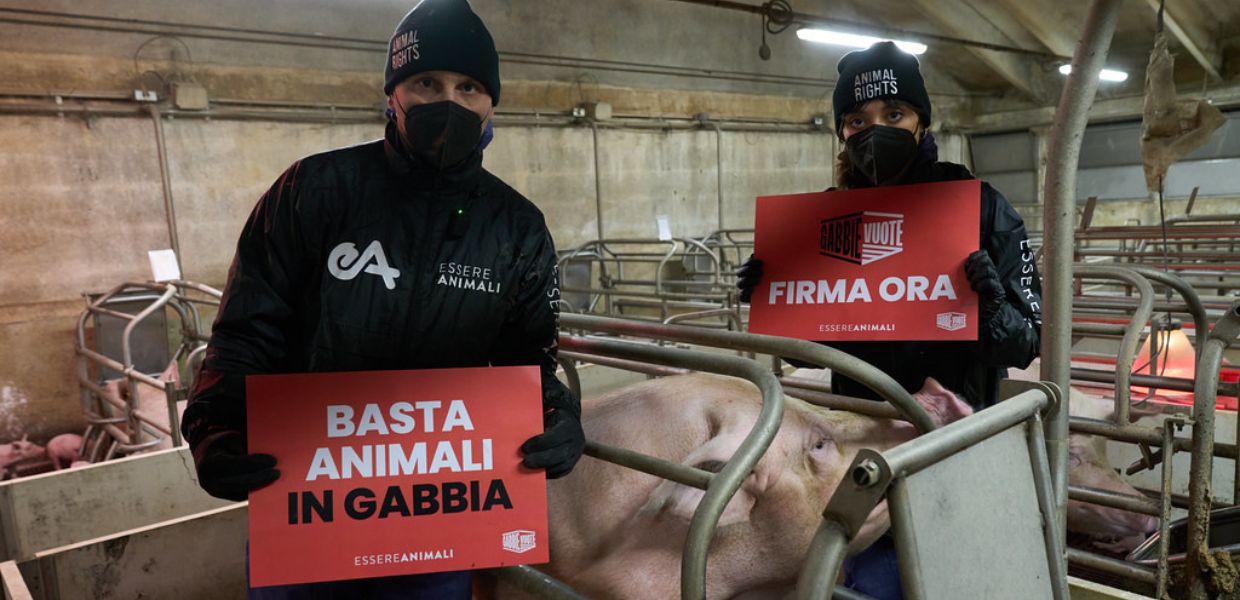 Animali allevati in gabbia, la proposta di legge di iniziativa popolare supera le 50mila firme