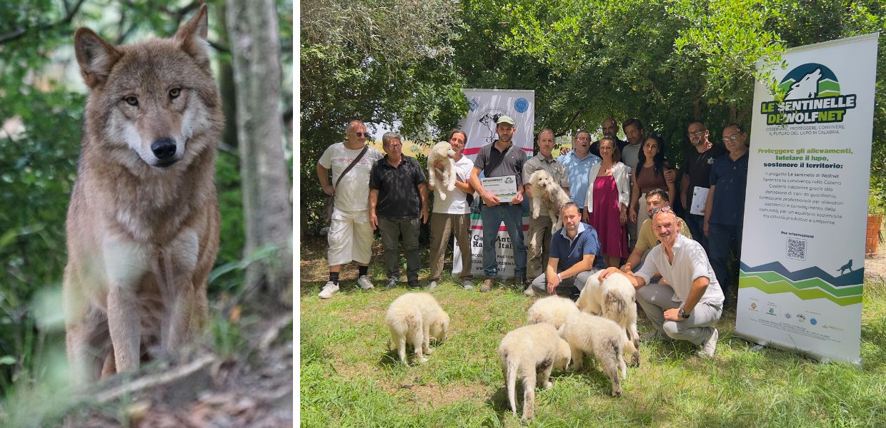 Convivenza tra uomo e lupo: in Calabria arriva il progetto "Le Sentinelle di Wolfnet"