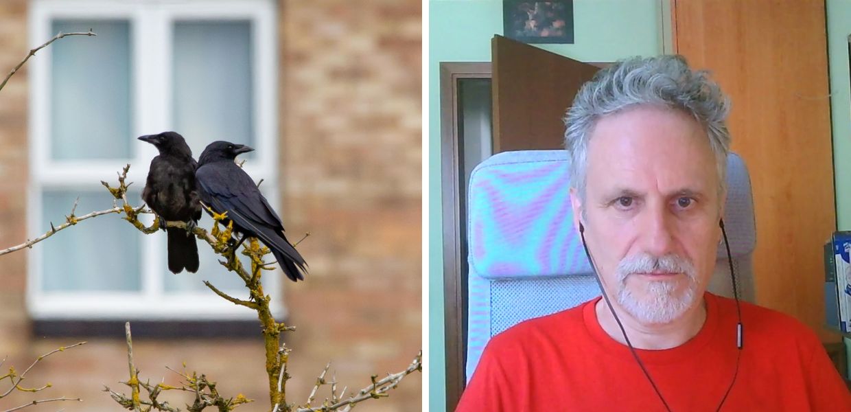 Home 12 "I corvi portano rancore per anni": leggenda o verità?
