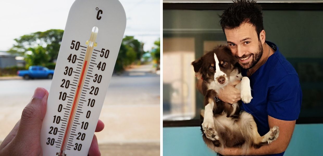 Home 13 Estate, come difendere gli animali dal caldo estremo? I consigli del veterinario