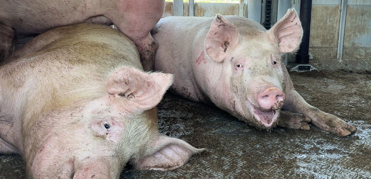 Essere Animali: "Maiali trasportati in camion con 45°C" | VIDEO