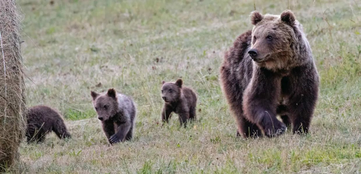 Orso bruno marsicano, 81 esemplari nell'Appennino centrale