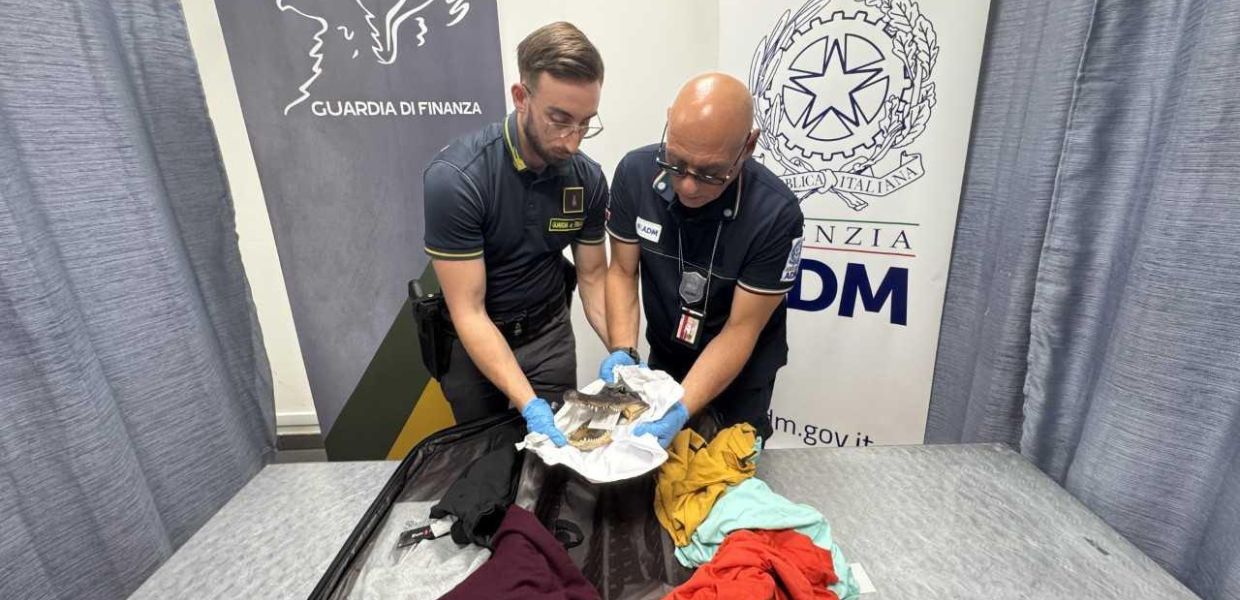 Testa di coccodrillo in valigia: uomo denunciato all'Aeroporto di Torino