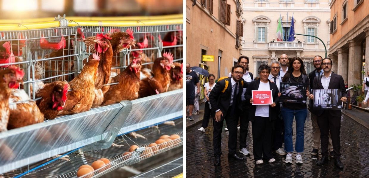 Stop agli animali allevati in gabbia, la proposta di legge arriva al Senato