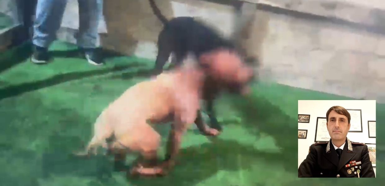 Gela, combattimenti clandestini tra cani: 13 Pitbull sequestrati e sei persone indagate