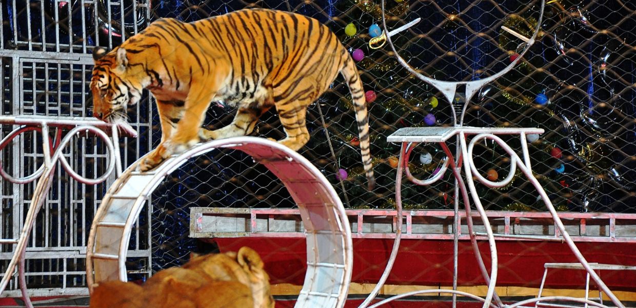 Svolta storica in Ungheria: stop agli animali nei circhi