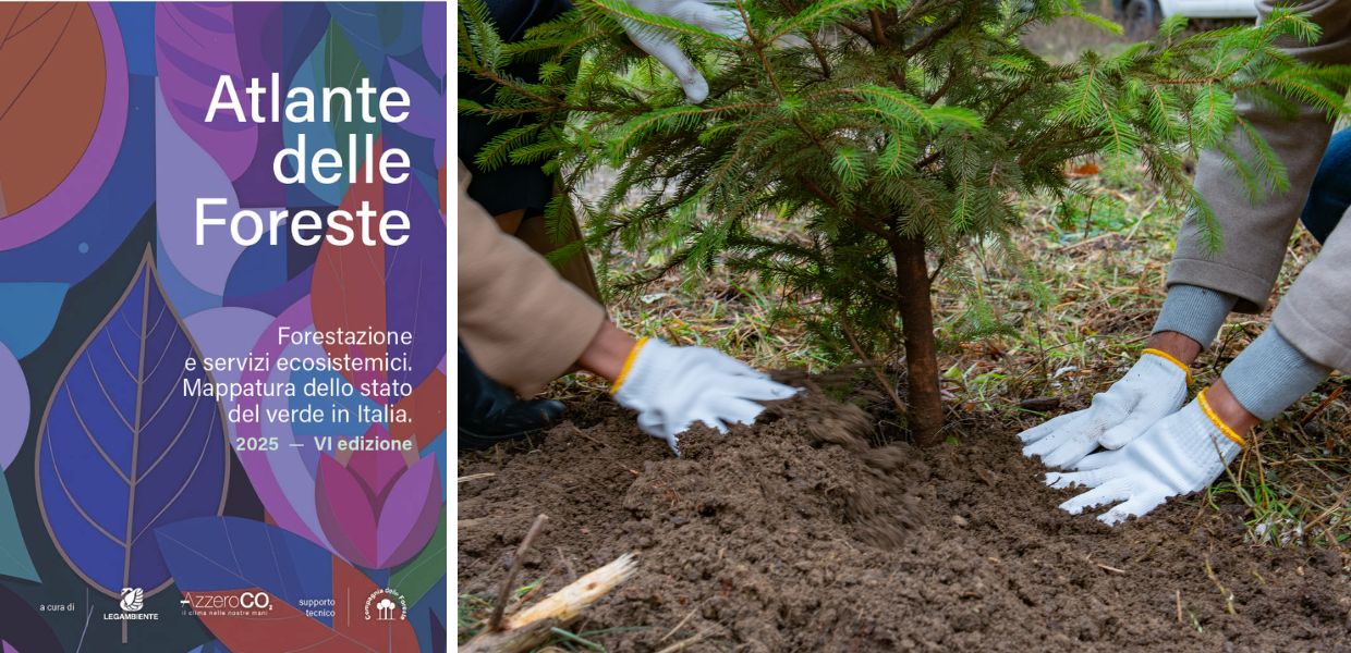 Atlante delle Foreste in Italia un 2025 da record, quasi 3,7 milioni di alberi piantati (+17%)