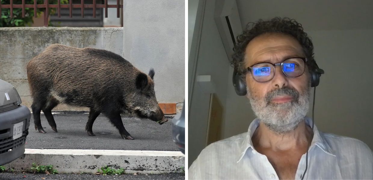 Cinghiali a Roma: ecco perché hanno invaso la Capitale