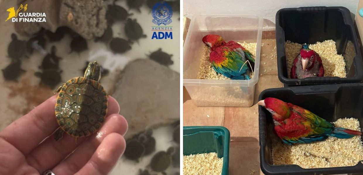 Pozzallo, al porto sequestrati oltre 300 animali esotici