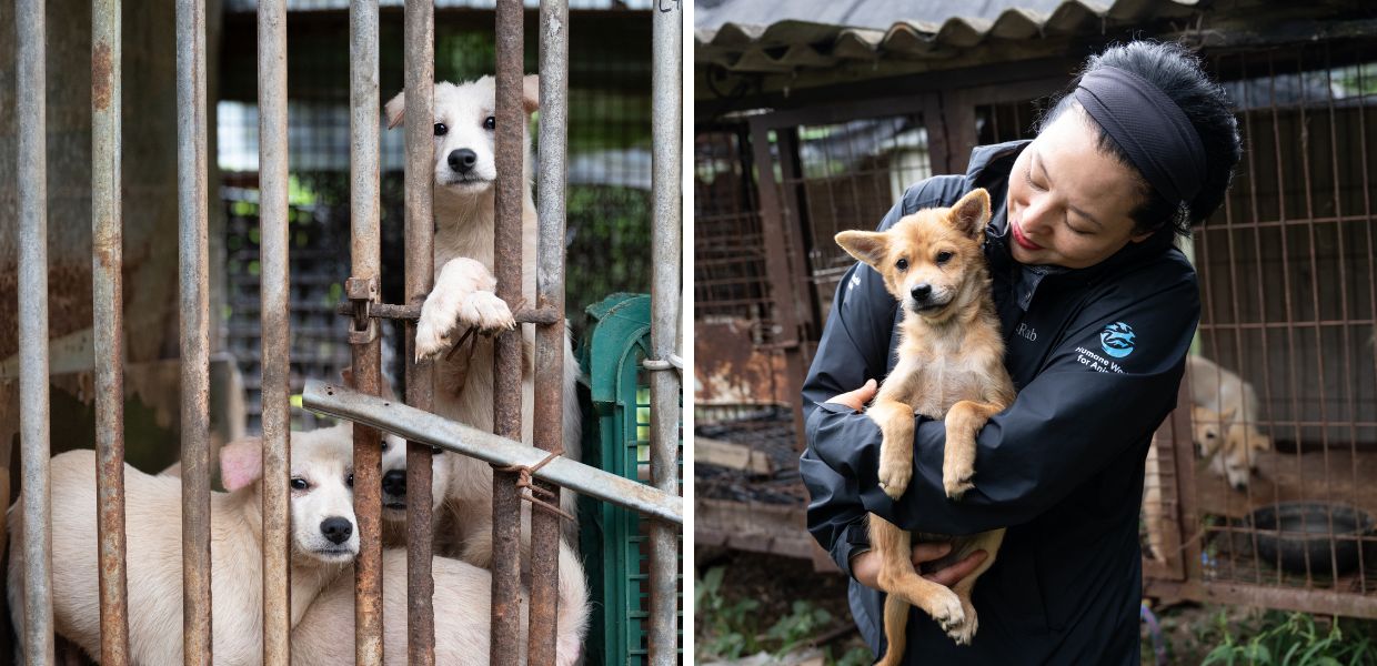 Giornata mondiale degli animali, oltre 70 cani salvati dall'industria della carne
