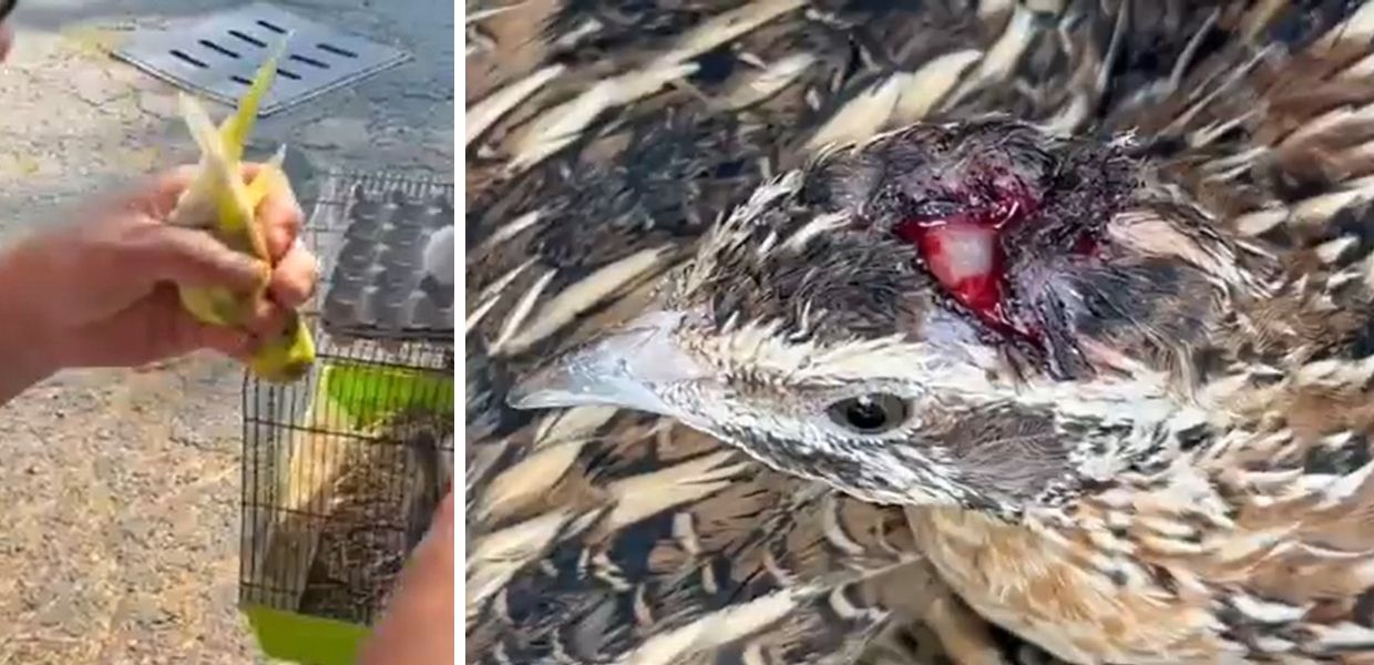 Mi Manda Rai Tre, l'inferno degli animali vivi nei mercati italiani